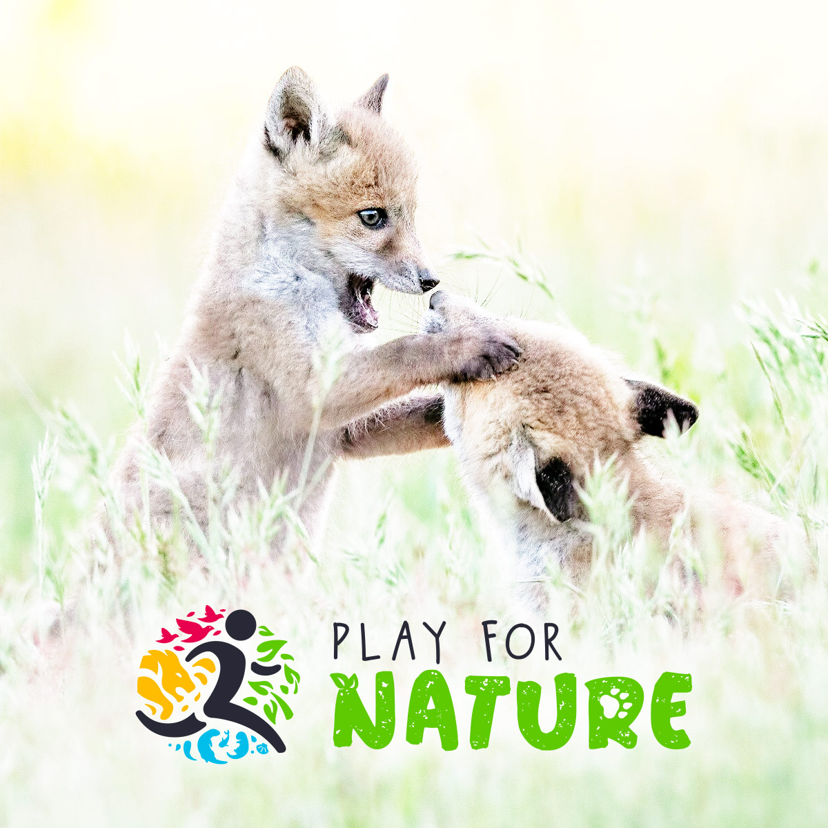 Kamoo Studio® - Brand Identity - Logo Play for Nature - Parc Animalier Auvergne - Cover